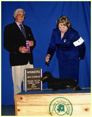 Abby is one of our PAST Champions, Dachshunds, Show Dogs, Great Pets!