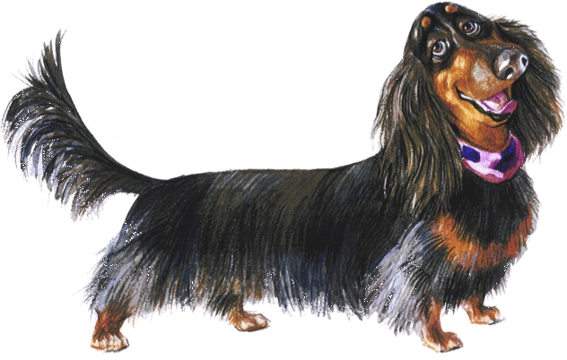 Long hair mini dachshunds, breeder, vancouver, wa, champions